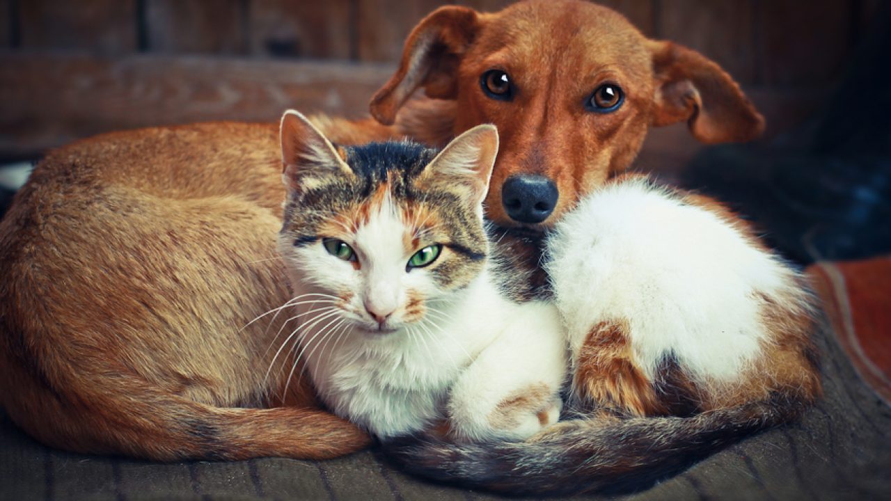 Modulação intestinal em cães e gatos