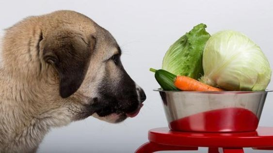 Alimentação natural para cães e gatos