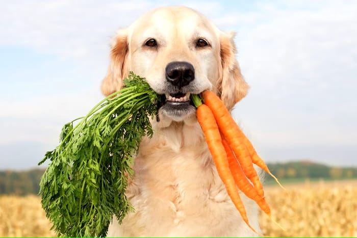 Alimentação natural para cães e gatos